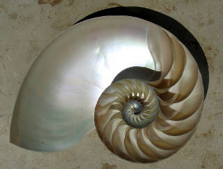 The spiral shape inside a nautilus shell